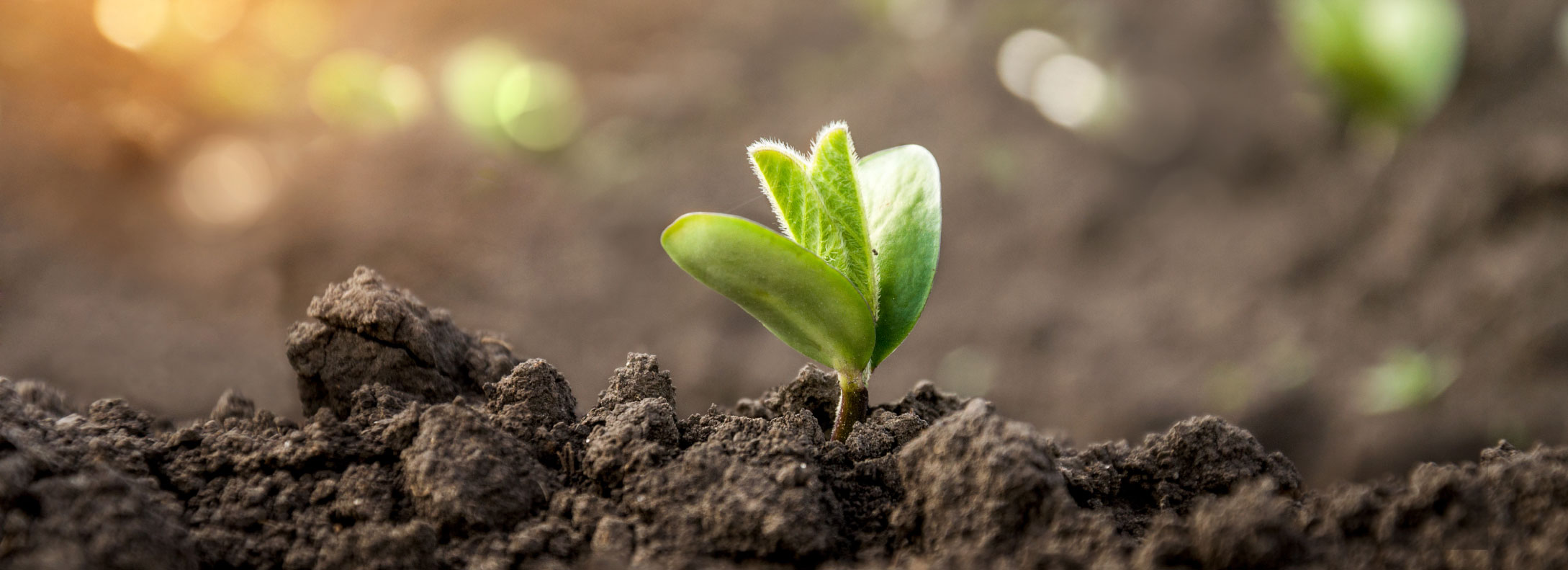 Il fagiolo Badda di Polizzi: una storia di scelte, di tempo, di natura da rispettare